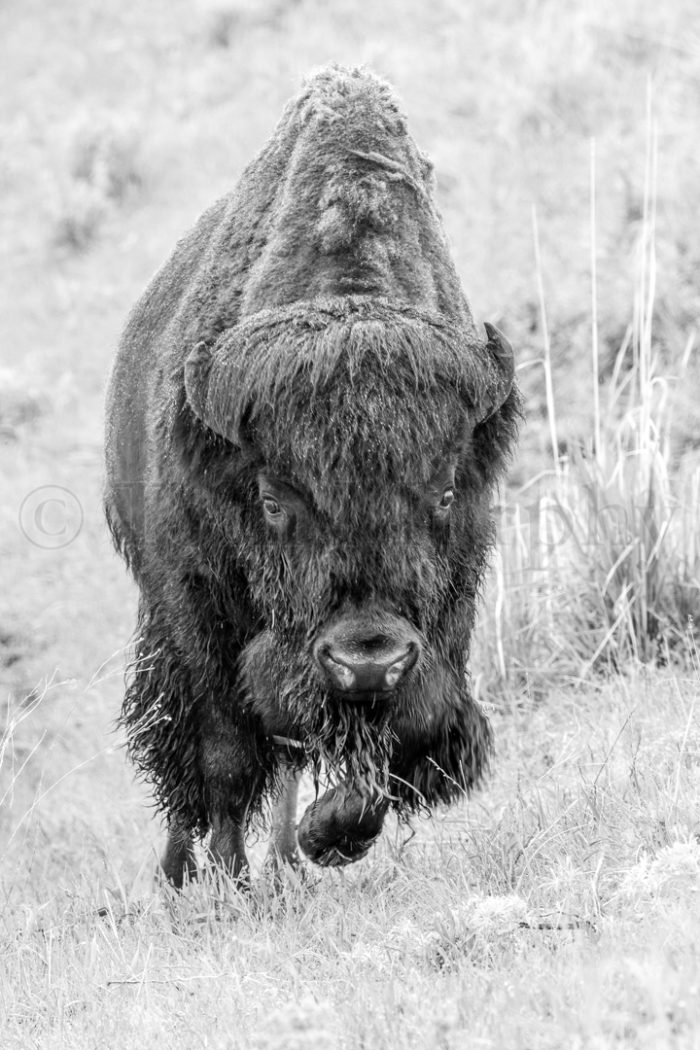 Bison Bull Walking