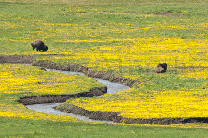 Bison Bulls Dandelions