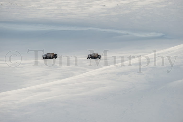 Bison Bulls Snowbanks