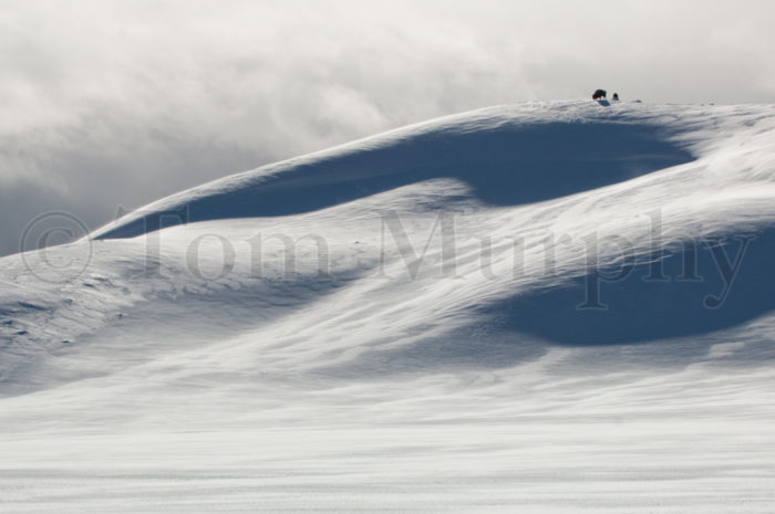 Bison Bulls Snowdrifts Hayden