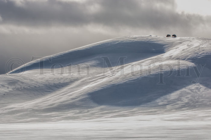 Bison Bulls Snowdrifts Hayden