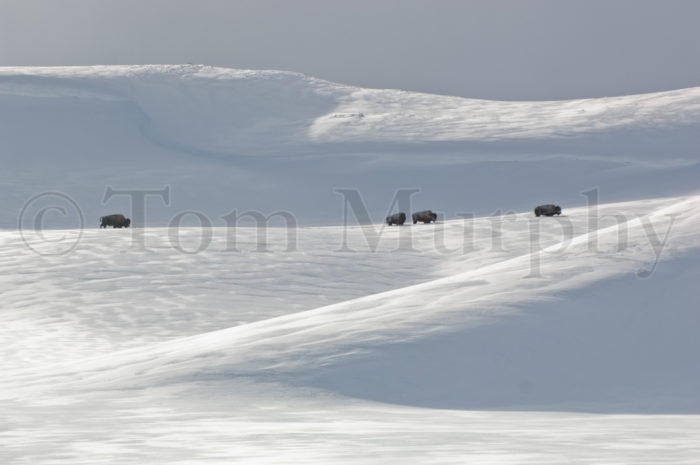 Bison Bulls Snowdrifts Hayden