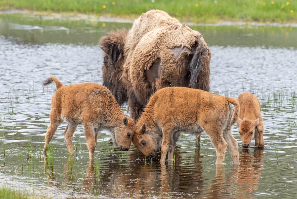 Bison Calves Playfigting Tom Murphy Photography
