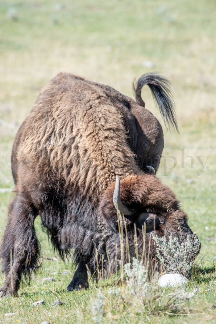 Bison Cow Agitated