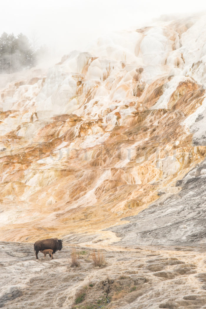 Bison Cow Newborn Calf Canary Sprg