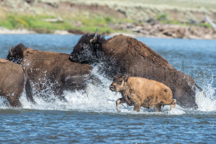Bison Cows Calf Wading Lamar River