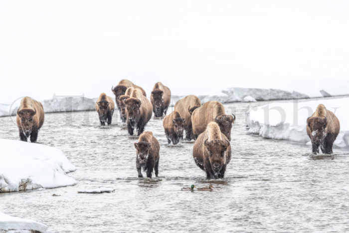 Bison Cows Herding Ducks