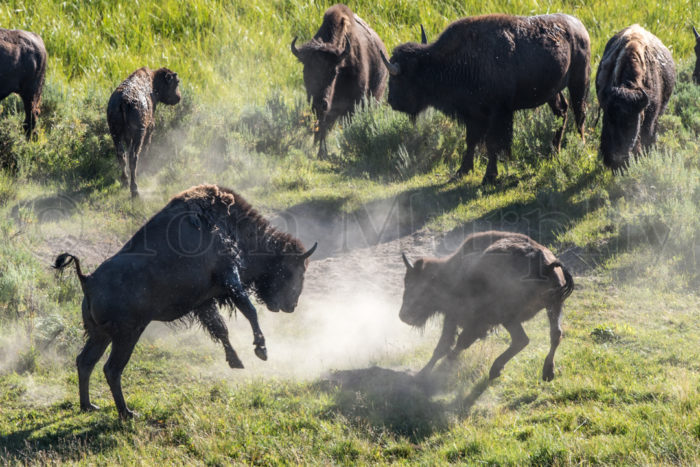 Bison Cows Playing Dust