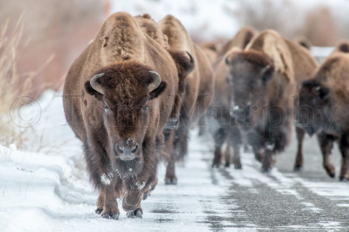 Bison Cows Roadway