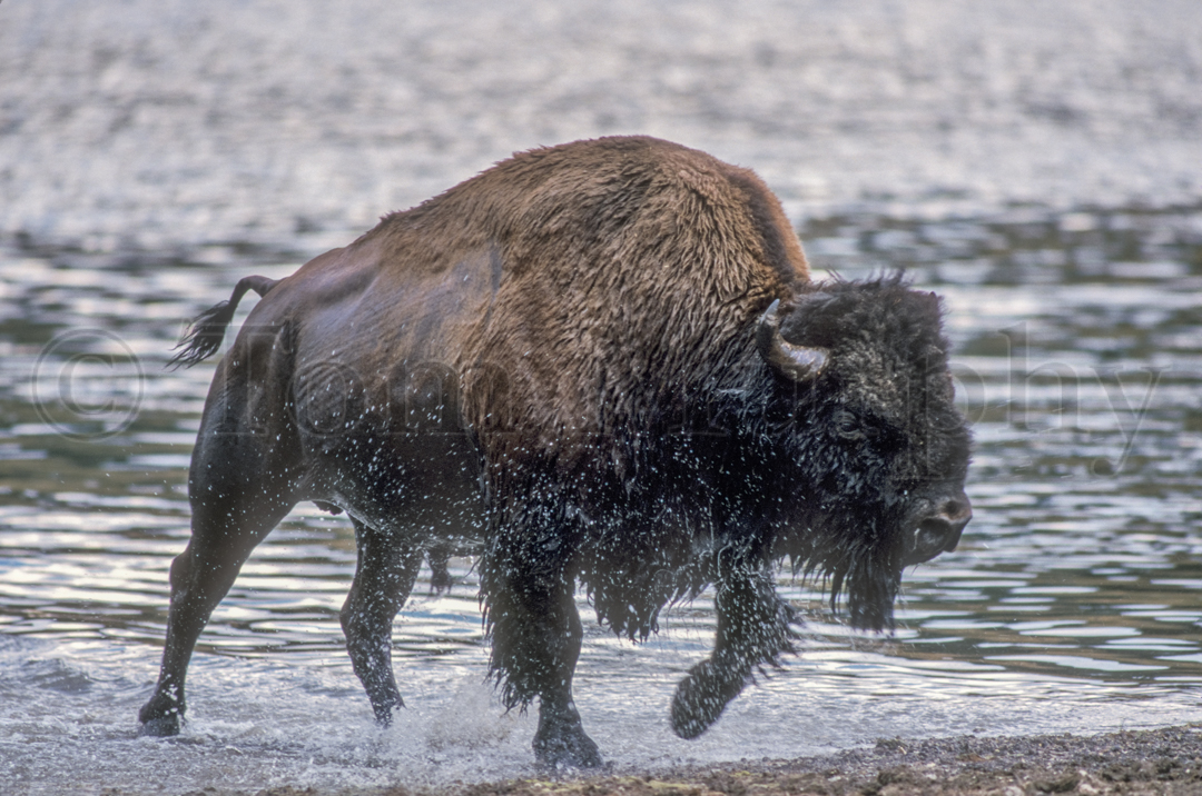 Bison Dripping Wet Tom Murphy Photography