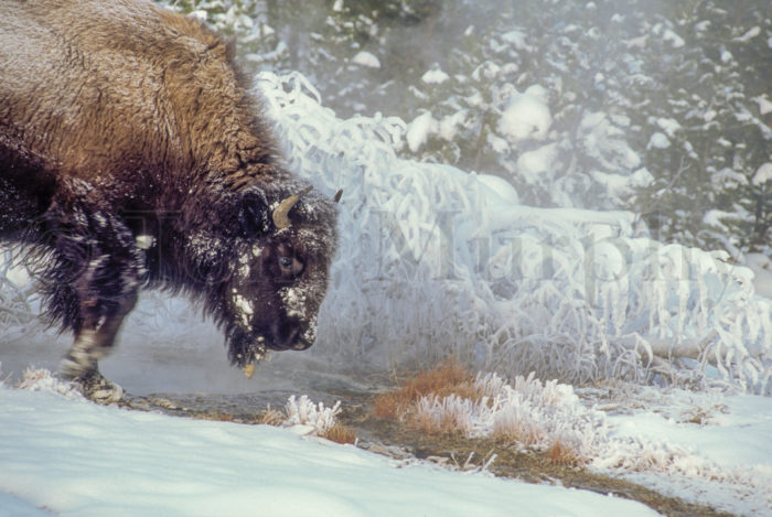 Bison Frosted Grass
