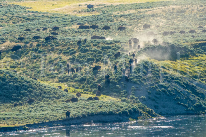 Bison Herd Dust Sagebrush