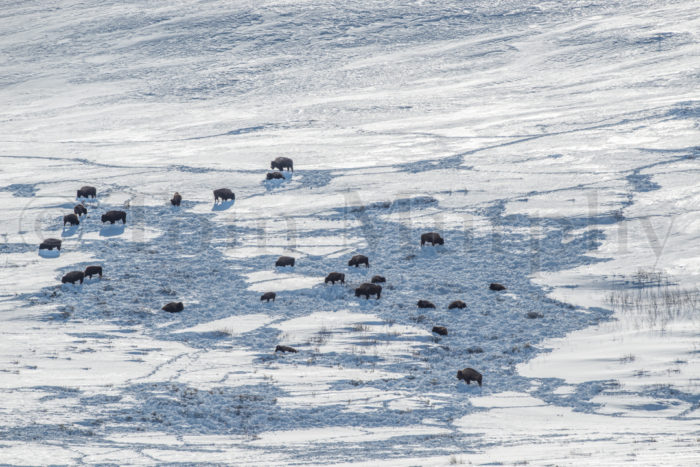 Bison Herd Feeding In Snow Field
