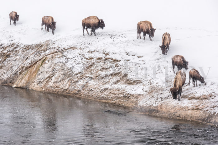 Bison Midway Geyser Basin Firehole River