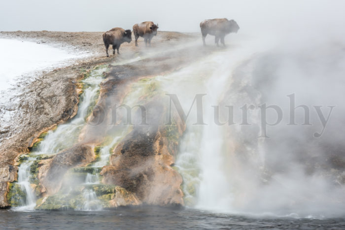 Bison Midway Geyser Basin Runoff Channel
