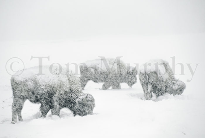 Bison Snowstorm