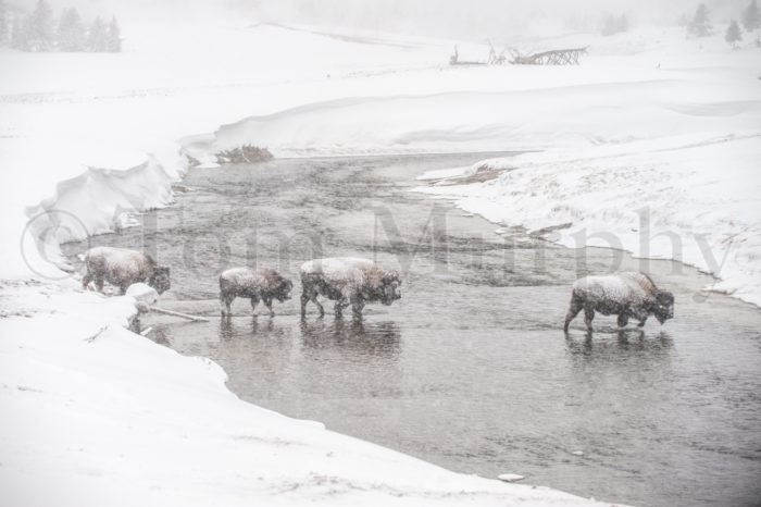 Bison Snowstorm Firehole River