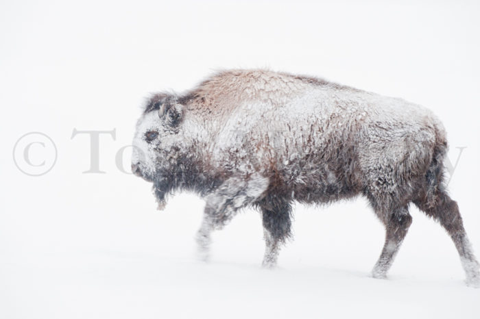 Bison Snowstorm