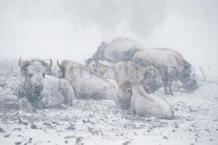 Bison Snowstorm