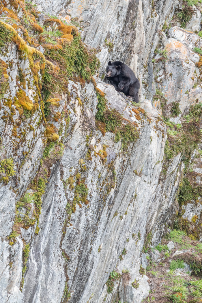 Black Bear Climbing Cliff