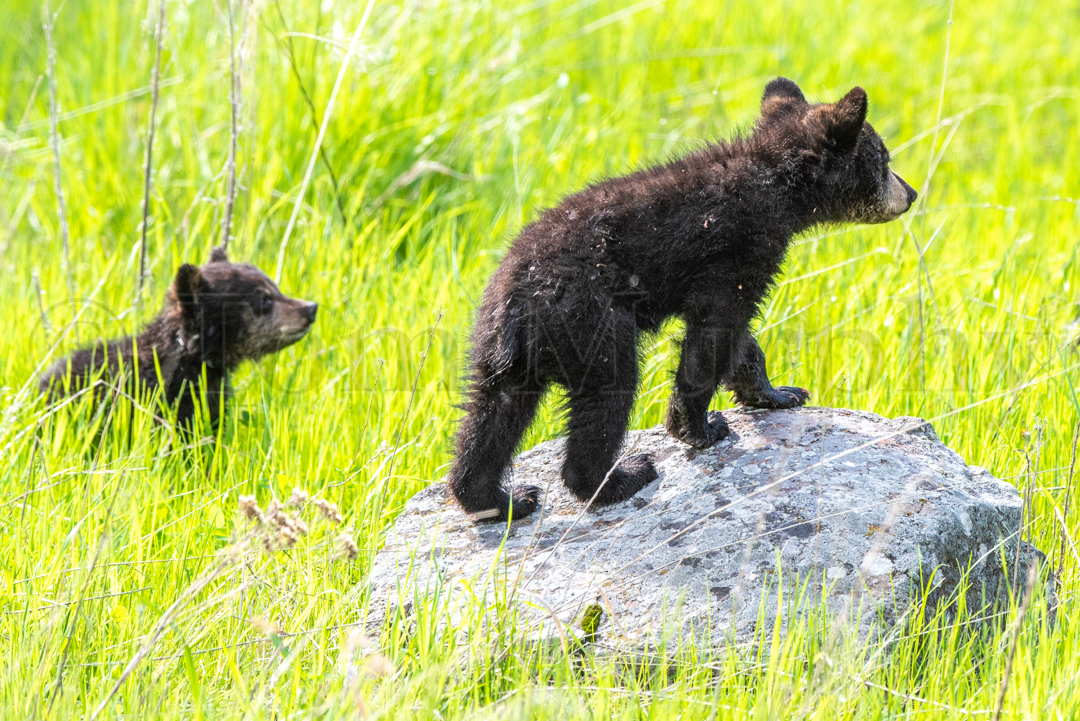 Black Bear Cubs Tom Murphy Photography