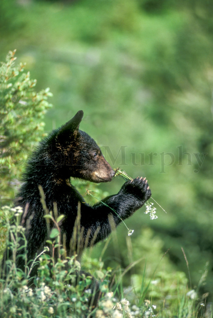 Black Bear Flower