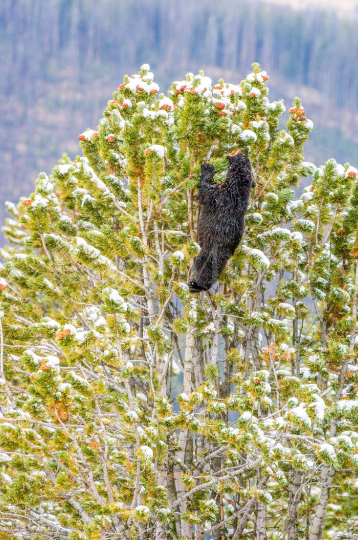 Black Bear Picking White Bark Cones