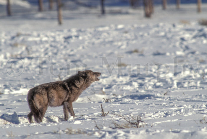 Black Wolf Howling