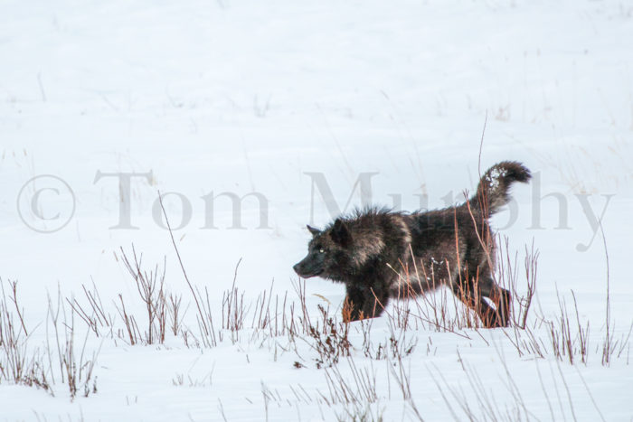 Black Wolf Stretching