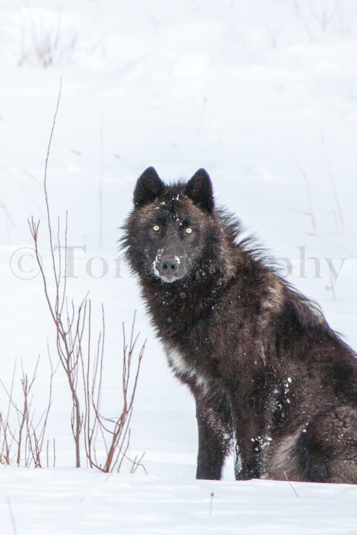 Black Wolf Vertical