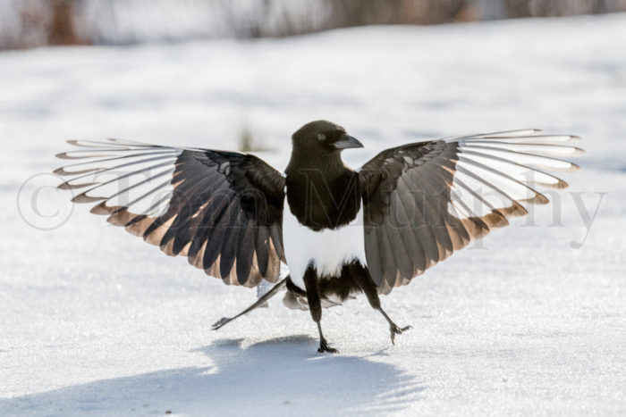 Blackbilled Magpie Landing On Snow