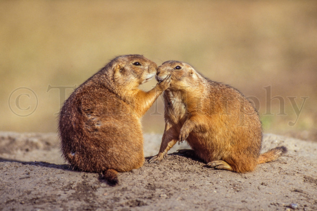 Blacktailed Prairie Dogs Kissing – Tom Murphy Photography