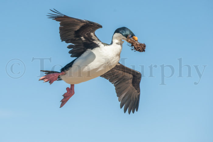 Blue Eyed Shag Flying