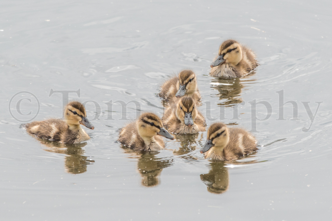 Blue Winged Teal Ducklings – Tom Murphy Photography