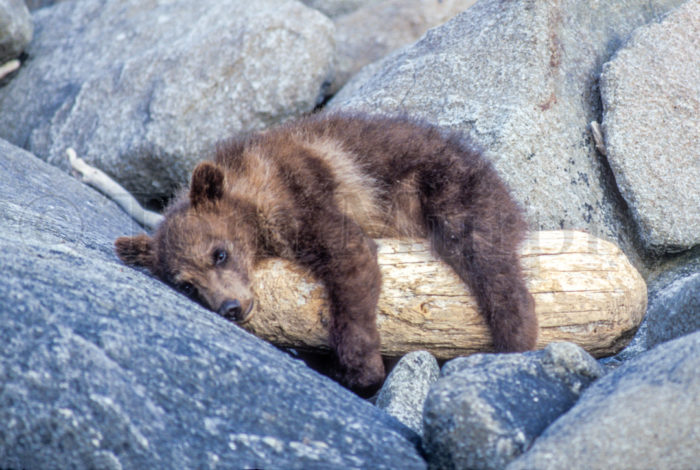 Brown Bear Cub Log