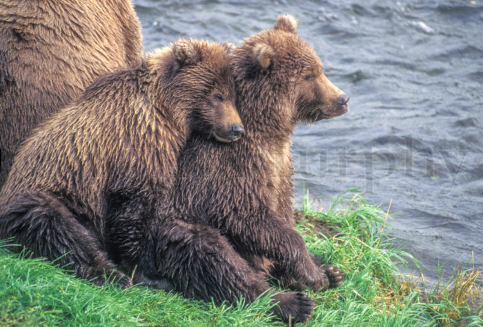 Brown Bear Cubs Snuggle