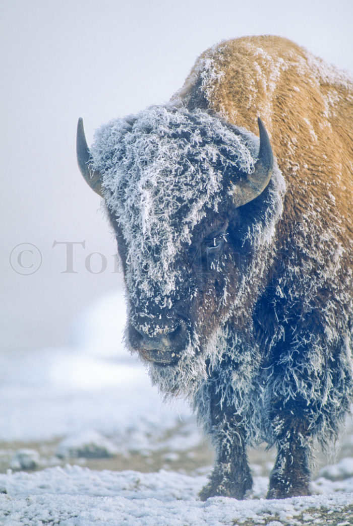 Bull Bison Frosted Head