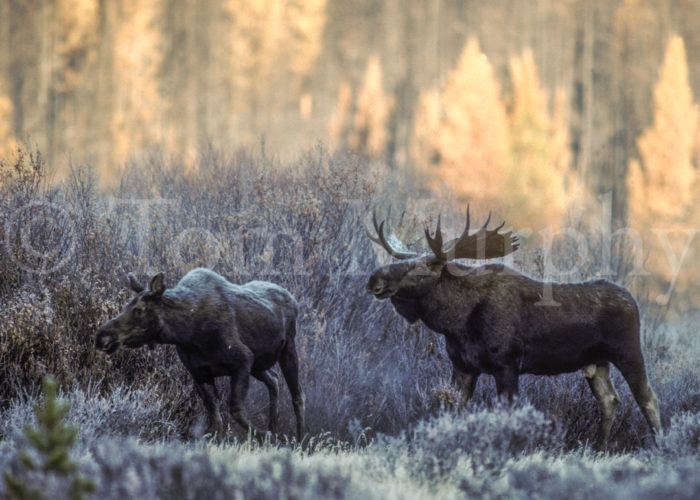 Bull Cow Moose Mating Behavior