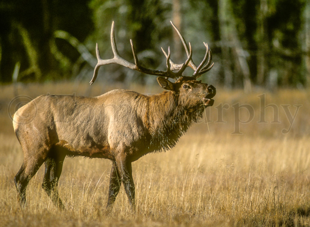 Bull Elk Bugling Tom Murphy Photography