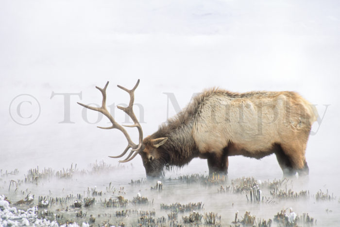 Bull Elk Feeding In Water
