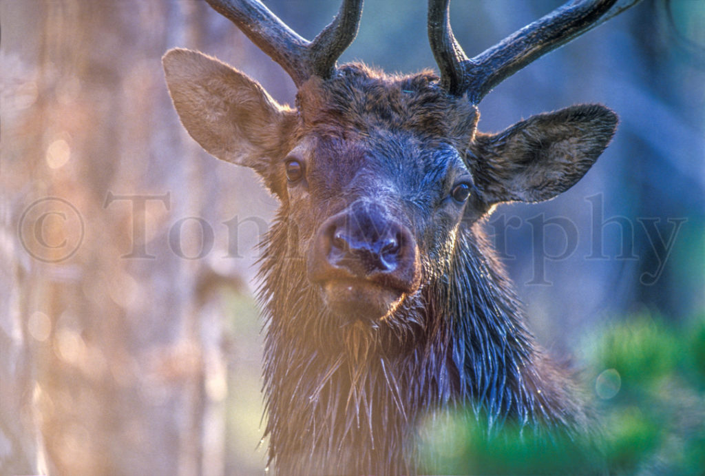 Bull Elk Head Tom Murphy Photography