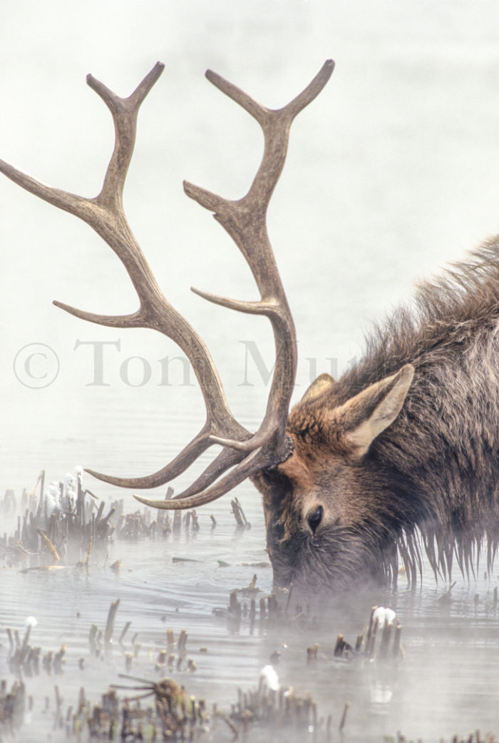 Bull Elk In Water