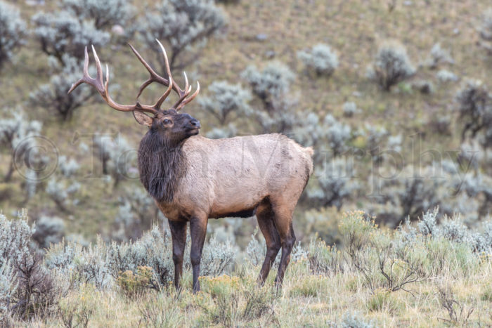 Bull Elk Sagebrush