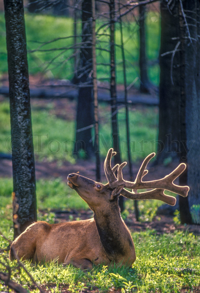 Bull Elk Velvet Backlit