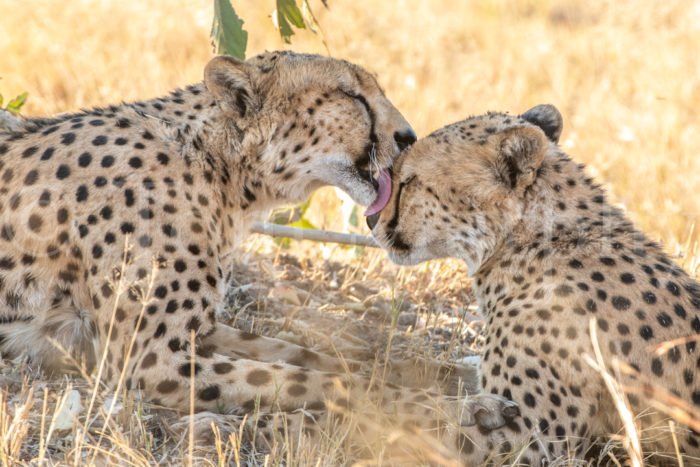 Cheetah Brothers Tongue
