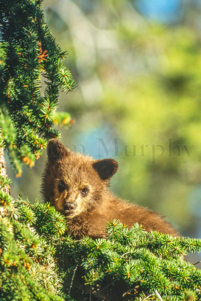 Cinnamon Black Bear Cub Tom Murphy Photography