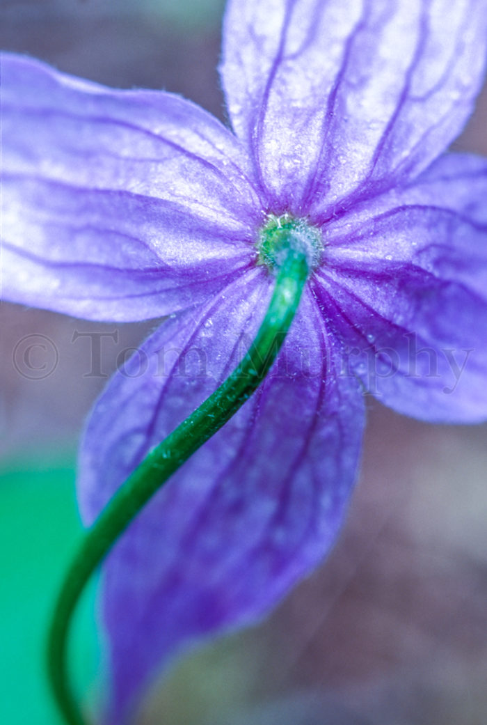 Clematis Blossom