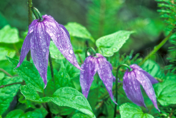 Clematis Dew