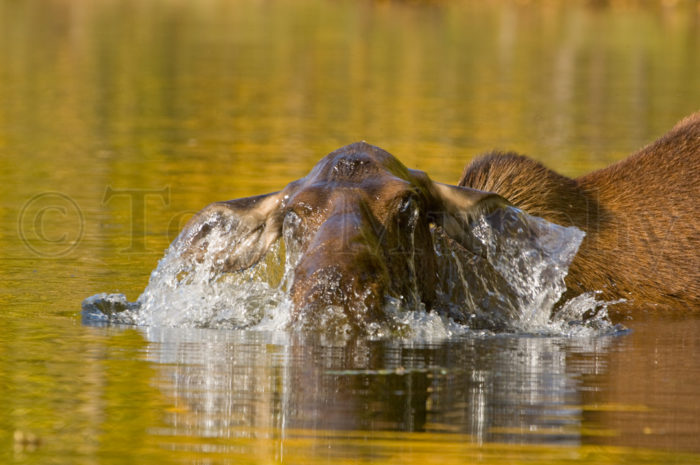 Cow Moose Water Head