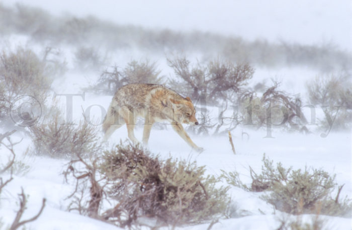 Coyote Blowing Snow